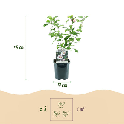 Green boutiQ - Garden Plant - Hibiscus syriacus Hamabo - Garden Hibiscus - Hardy - White - Pink - 3 Plants - Pot 17cm - Height 45cm 