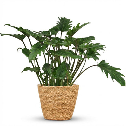 Philodendron Xanadu Zimmerpflanze 60cm – grüne Blattpflanze im Korb Ø19cm – kompakter Wuchs mit tief eingeschnittenen Blättern – pflegeleicht für Wohnung & Büro, ideal bei Halbschatten 
