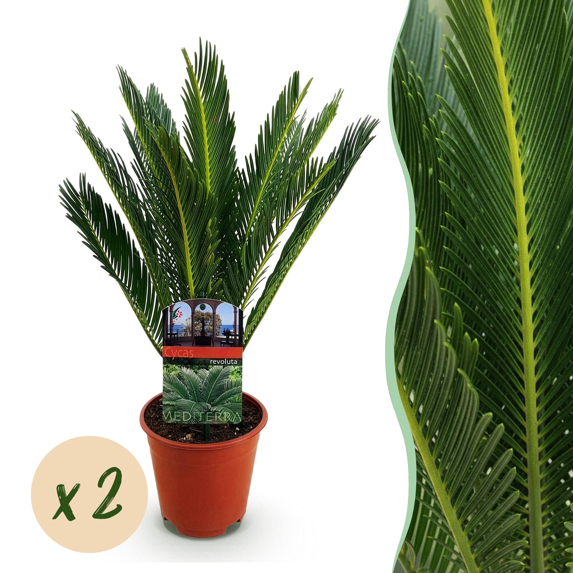 Green boutiQ - Zimmerpflanze - Cycas revoluta - Palmenfarn - Wenig Pflege - Grün - 2 - Topf 14cm - Höhe 45cm 