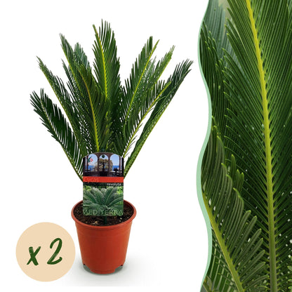 Green boutiQ - Zimmerpflanze - Cycas revoluta - Palmenfarn - Wenig Pflege - Grün - 2 - Topf 14cm - Höhe 45cm 