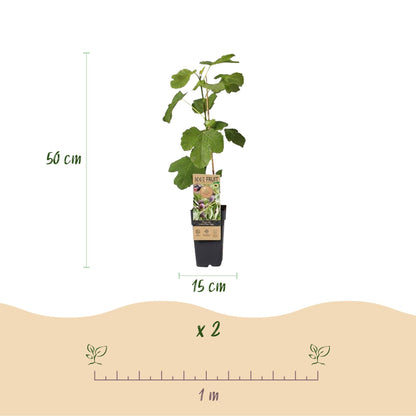 Feigenbaum - Ficus carica 'Little Miss Figgy' – 2 Pflanzen – Topf Ø15 cm – Höhe 50 cm – Rote Früchte – Kompakter Obstbaum für Garten, Balkon & Terrasse – Selbstfruchtend & pflegeleicht