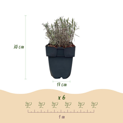 Echter Lavendel Lavandula angustifolia Hidcote – Heckenpflanze – Graues Blatt – 6 Pflanzen – 1  laufender Meter – Immergrün – 17 cm Höhe 30 cm – Duftpflanze & Bienenfreundlich 