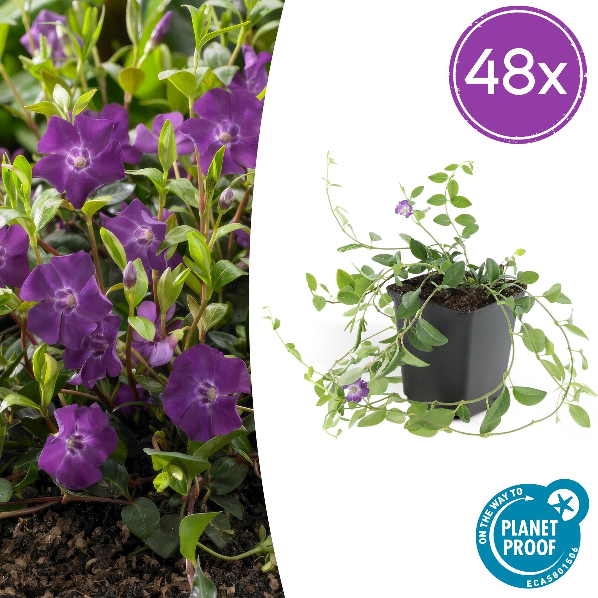 Vinca minor 'Atropurpurea' – 48 Pflanzen – ↕10-25cm – Ø9cm – Bodendecker – Lila Blüten – Sonnig & Schattig – Pflegeleicht & Winterhart 