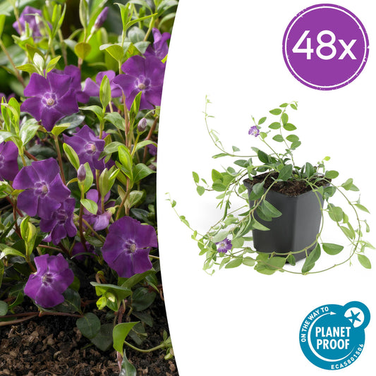 Vinca minor 'Atropurpurea' – 48 Pflanzen – ↕10-25cm – Ø9cm – Bodendecker – Lila Blüten – Sonnig & Schattig – Pflegeleicht & Winterhart