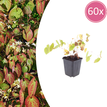 Epimedium youngianum Niveum – 60 Pflanzen Elfenblume – 10-25cm – Ø9cm – Winterharte Bodendecker Staude für Schatten – Blühpflanze für Garten & Unterpflanzung