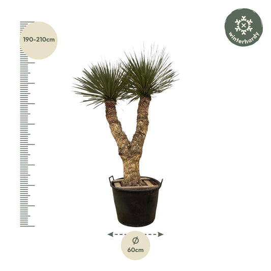Palmlilie - Yucca Rostrata Hidra - 200 cm - ø60cm