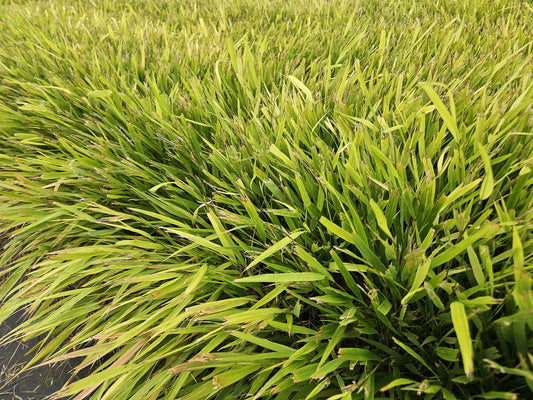 Hakonechloa macra – 24 Pflanzen – ↕10-25cm – Ø9cm – Japanisches Waldgras – Elegantes, winterhartes Ziergras für schattige Gärten