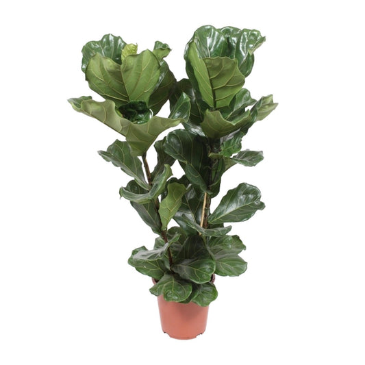 Geigen-Feige – Ficus Lyrata – Zimmerpflanze – Ø27cm – ↕100cm – Elegante Grünpflanze mit großen Blättern – Luftreinigend & pflegeleicht – Für helle Wohnräume 