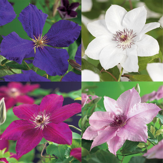 Kletterpflanze Clematis Rainbow – Mehrfarbige Blüten Rosa Weiß Lila Rot – Wenig Pflege – 4 Pflanzen – 11 cm Höhe 40 cm – Für Garten, Balkon & Pergolen 