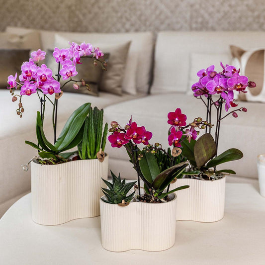 Kolibri Orchids | Violette Phalaenopsis-Orchidee Topfgröße Ø9cm | Chamonix | Blühende Zimmerpflanze – Frisch vom Züchter 