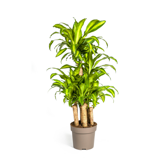 Drachenbaum - Dracaena Fragrans Massangeana Karussell - Zimmerpflanze - Ø30cm - ↕130 - 150cm