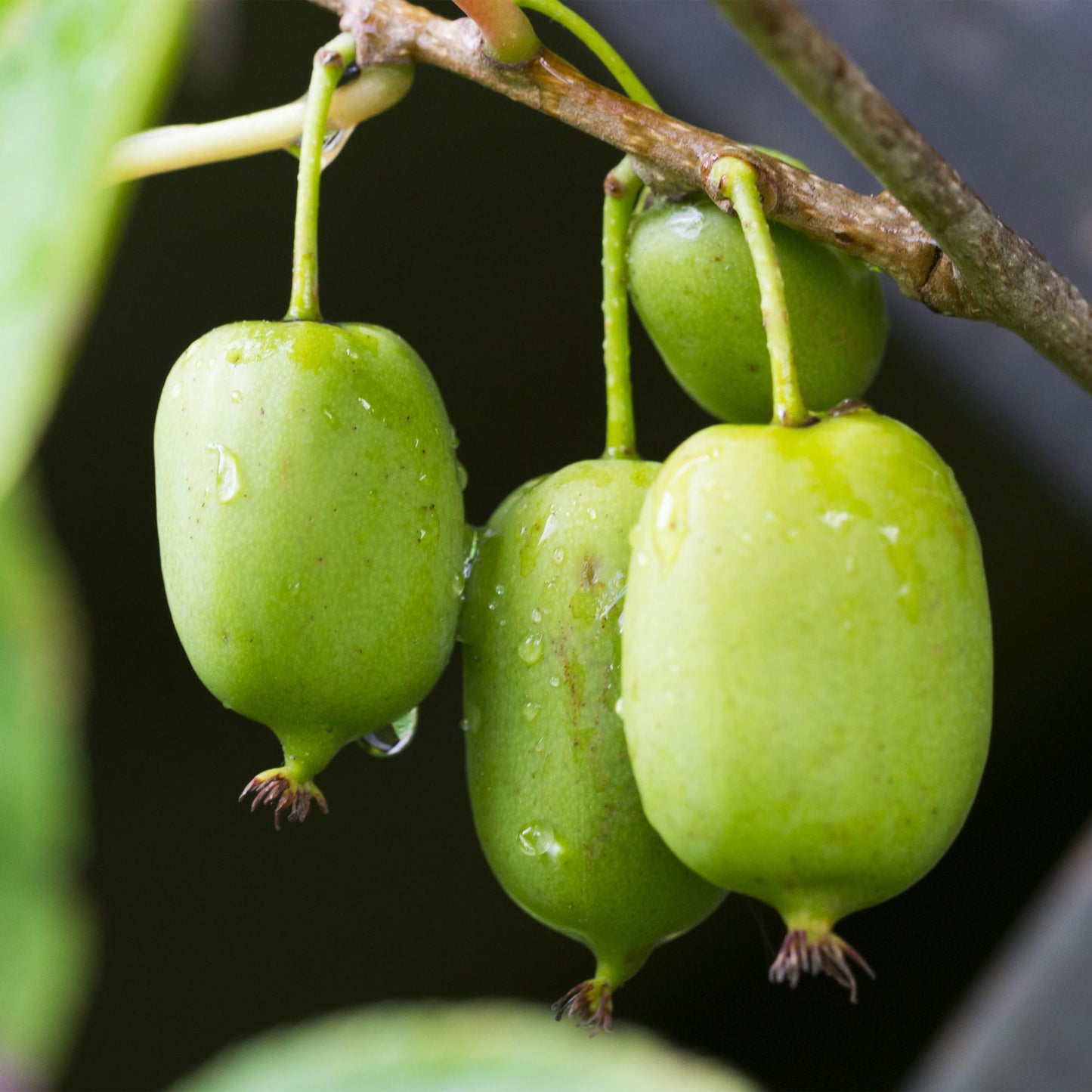 Kiwi - Actinidia arguta Issai - Obstpflanze - Grüne Frucht - 2 Pflanzen - Topf 11cm Höhe 40cm