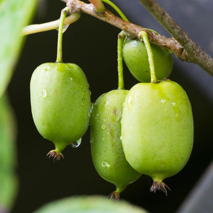 Kiwi - Actinidia arguta Issai - Obstpflanze - Grüne Frucht - 2 Pflanzen - Topf 11cm Höhe 40cm