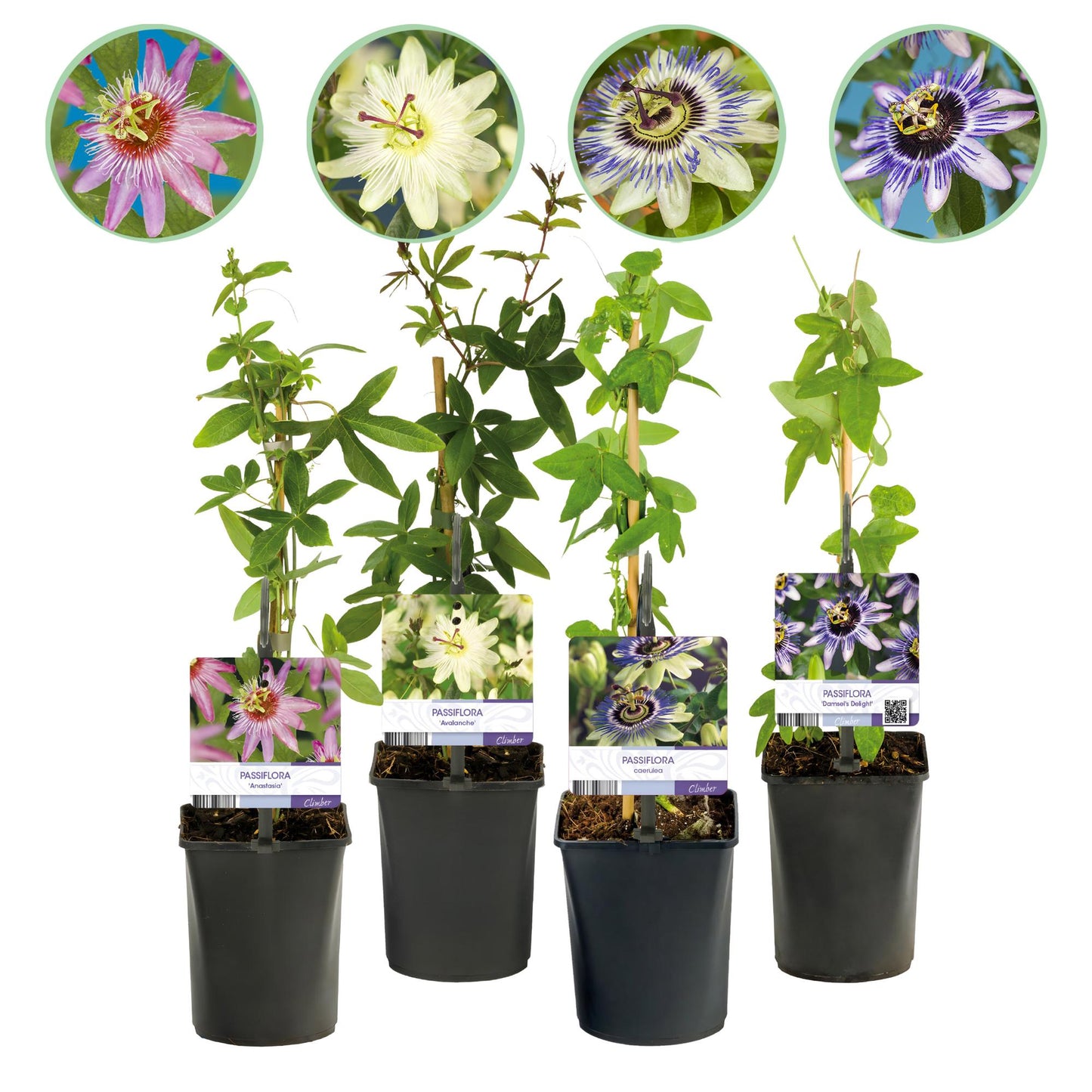 Passionsblume - Passiflora Rainbow - Blume Rosa Weiß Lila Grün - Wenig Pflege - 4 Pflanzen - Topf 11cm Höhe 40cm 