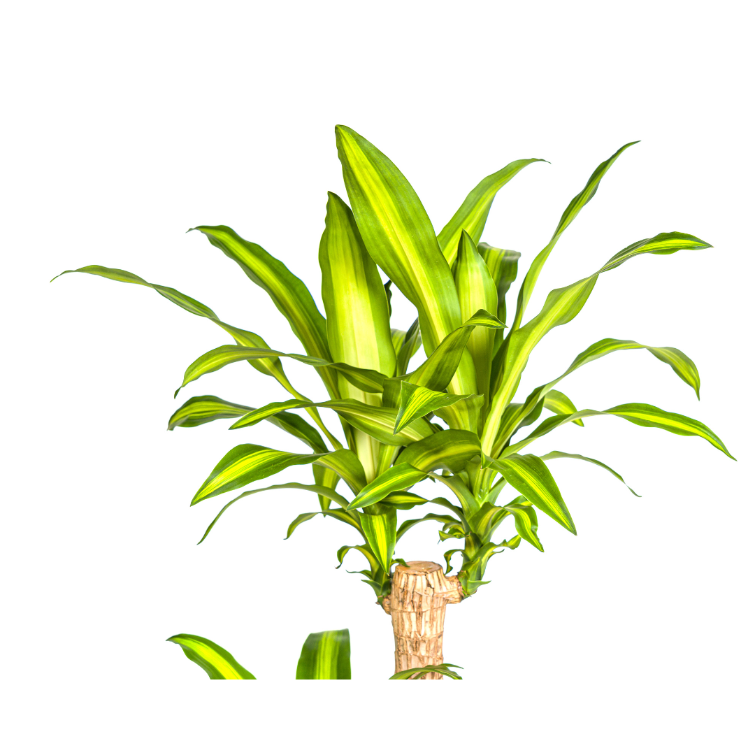 Dracaena Fragrans Massangeana – Drachenbaum – Ø24 cm – ↕130-150 cm – Zimmerpflanze – Tropisches Grün – Pflegeleicht & dekorativ 
