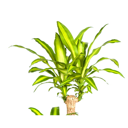 Dracaena Fragrans Massangeana – Drachenbaum – Ø24 cm – ↕130-150 cm – Zimmerpflanze – Tropisches Grün – Pflegeleicht & dekorativ 