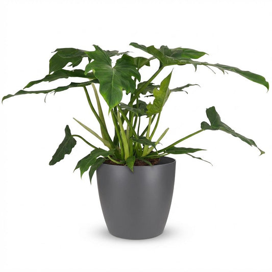 Green boutiQ - Zimmerpflanze - Philodendron Lacerum - Grün - Pflegeleicht - 1 Pflanze - Inklusive grauem Topf - Topf Ø 19cm - Höhe 65cm 