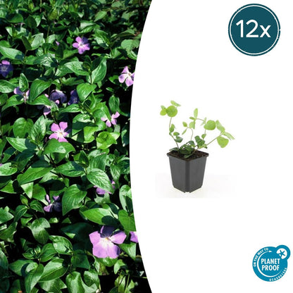 Großes Immergrün Vinca major – ↕10-25cm – Ø9cm – 12 Pflanzen – Winterhart, Immergrün & Bodendecker