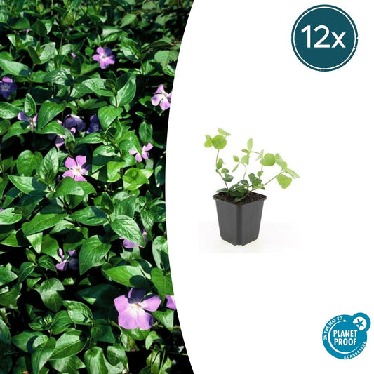 Großes Immergrün Vinca major – ↕10-25cm – Ø9cm – 12 Pflanzen – Winterhart, Immergrün & Bodendecker