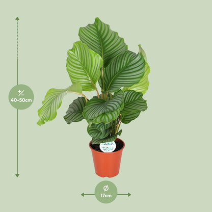 Korbmarante - Calathea Orbifolia - Zimmerpflanze - Ø17cm - ↕60cm