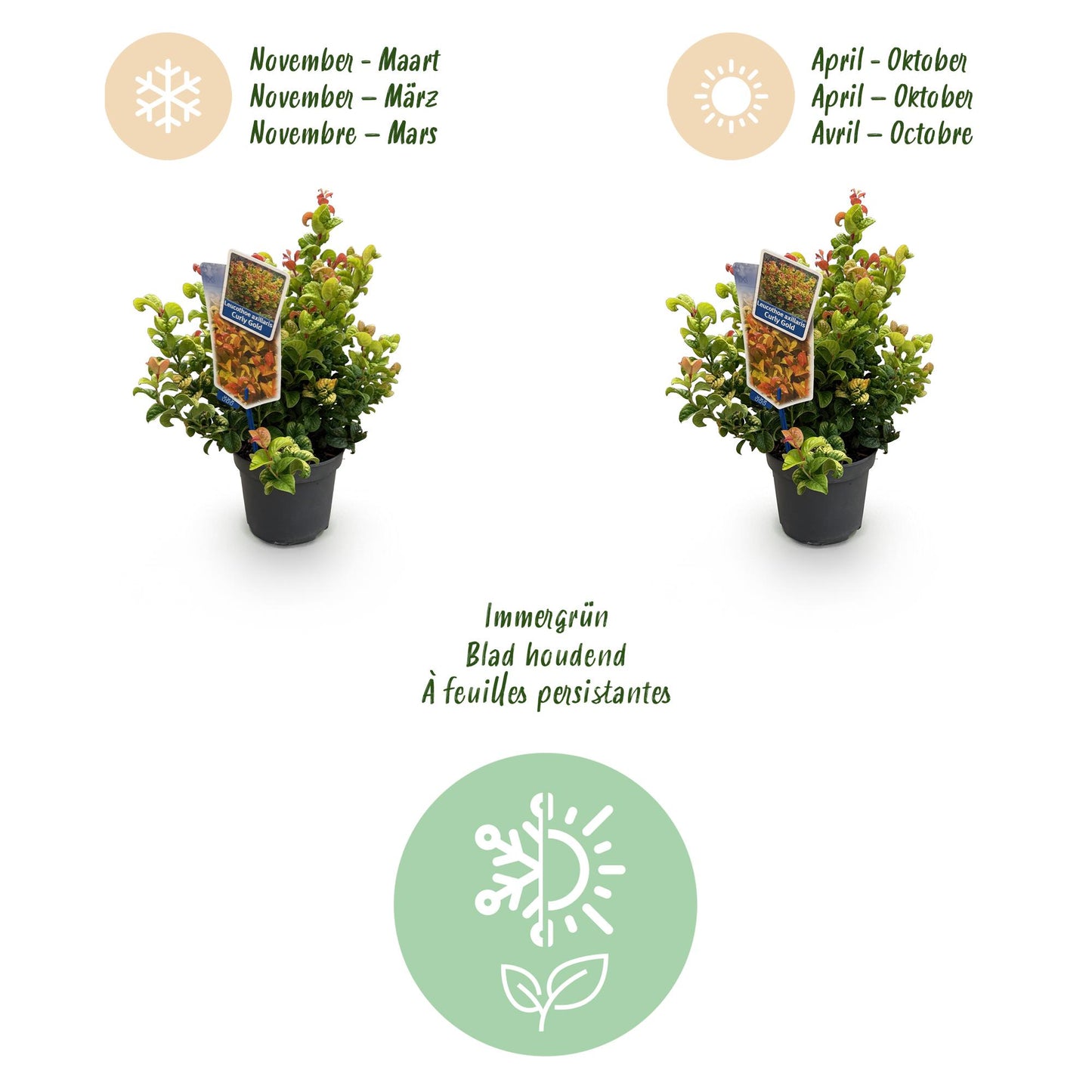 GreenboutiQ - Gartenpflanze - Leucothoe Curly Gold - Gelb - 1 Pflanze - Immergrün - Wenig Pflege - Topf 17cm Höhe 40cm 