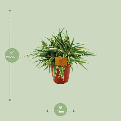 Grünlilie - Chlorophytum Ocean - Zimmerpflanze - Ø15cm - ↕25cm 