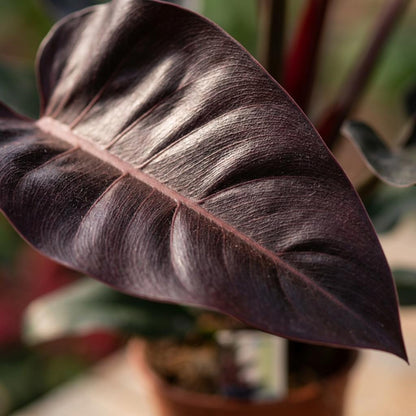 Green boutiQ - Zimmerpflanze - Philodendron - Philodendron Imperial Red - Rot - Pflegeleicht - 1 Pflanze - Topf 19cm - Höhe 60cm 