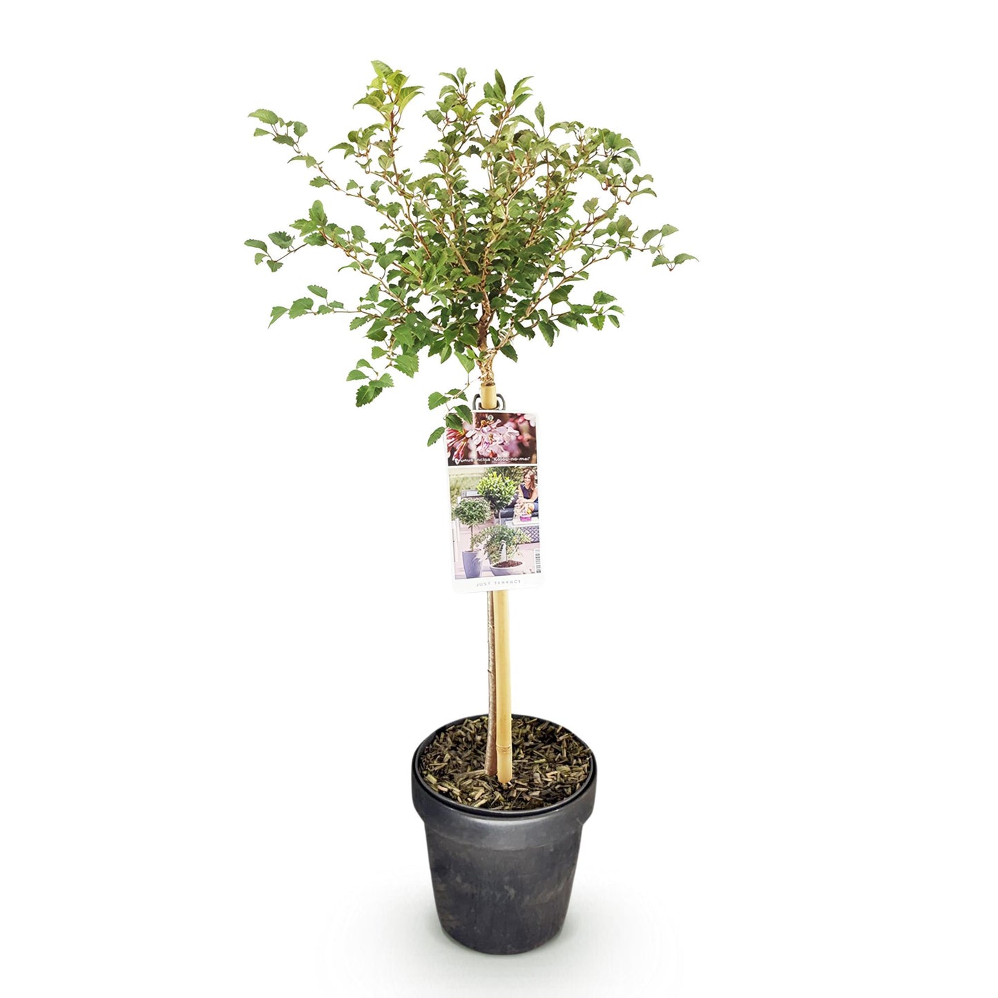 GreenboutiQ - Stamm Pflanze - Prunus incisa Koujou-no-mai - Terrassen Pflanze - Laubabwerfend - Winterhart - Weiße Blüte - Topf 19cm Höhe 90cm 