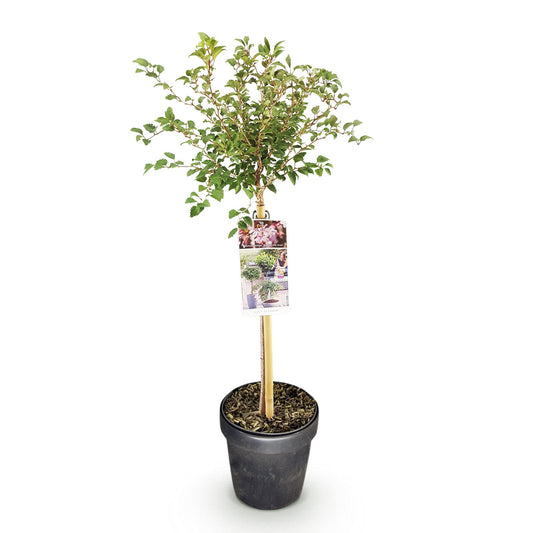 GreenboutiQ - Stamm Pflanze - Prunus incisa Koujou-no-mai - Terrassen Pflanze - Laubabwerfend - Winterhart - Weiße Blüte - Topf 19cm Höhe 90cm 