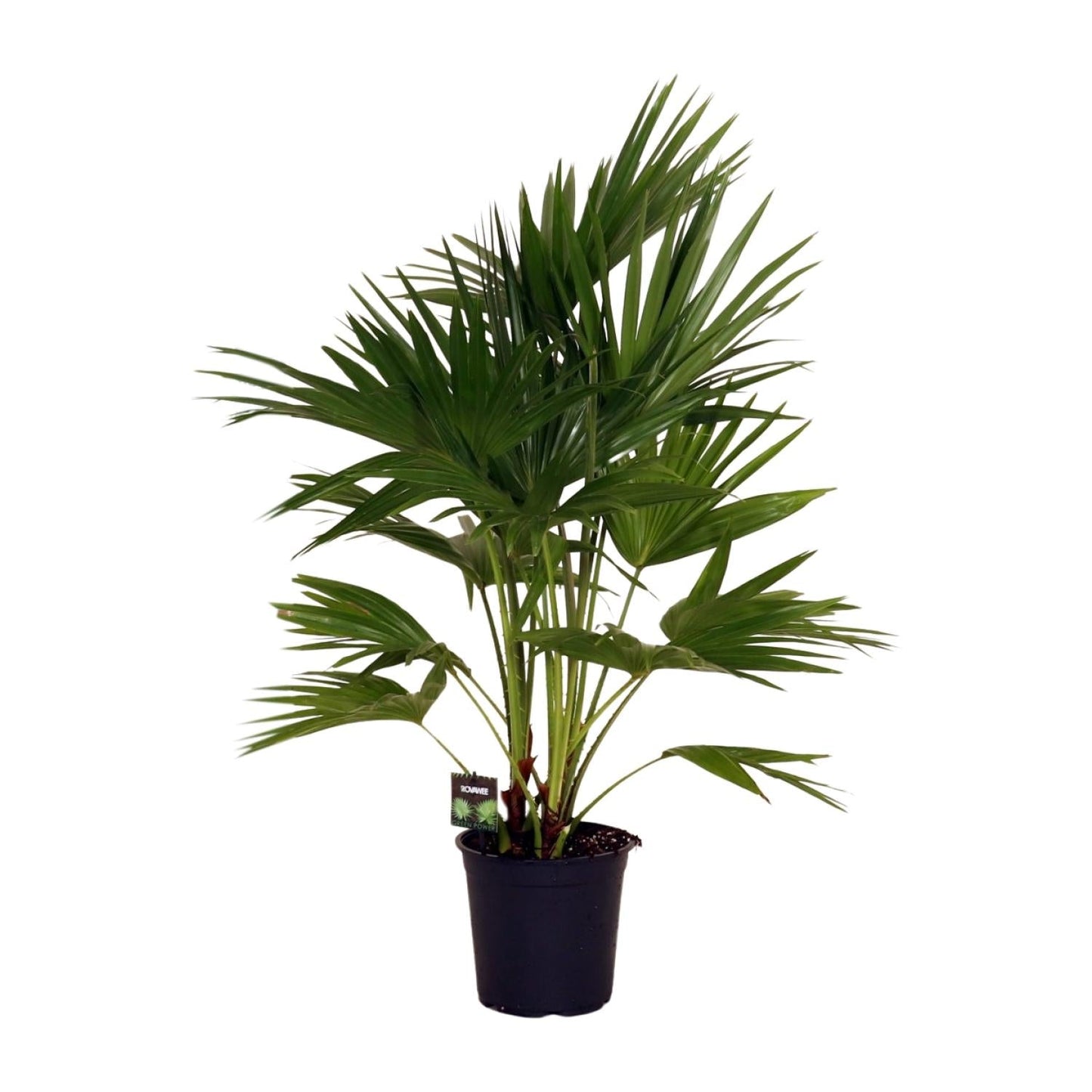Livistona Chinensis – Fächerpalme – Zimmer- & Terrassenpflanze – Ø24 cm – Ca. 100 cm hoch – Pflegeleichte & elegante Grünpflanze für Innen & geschützten Außenbereich 