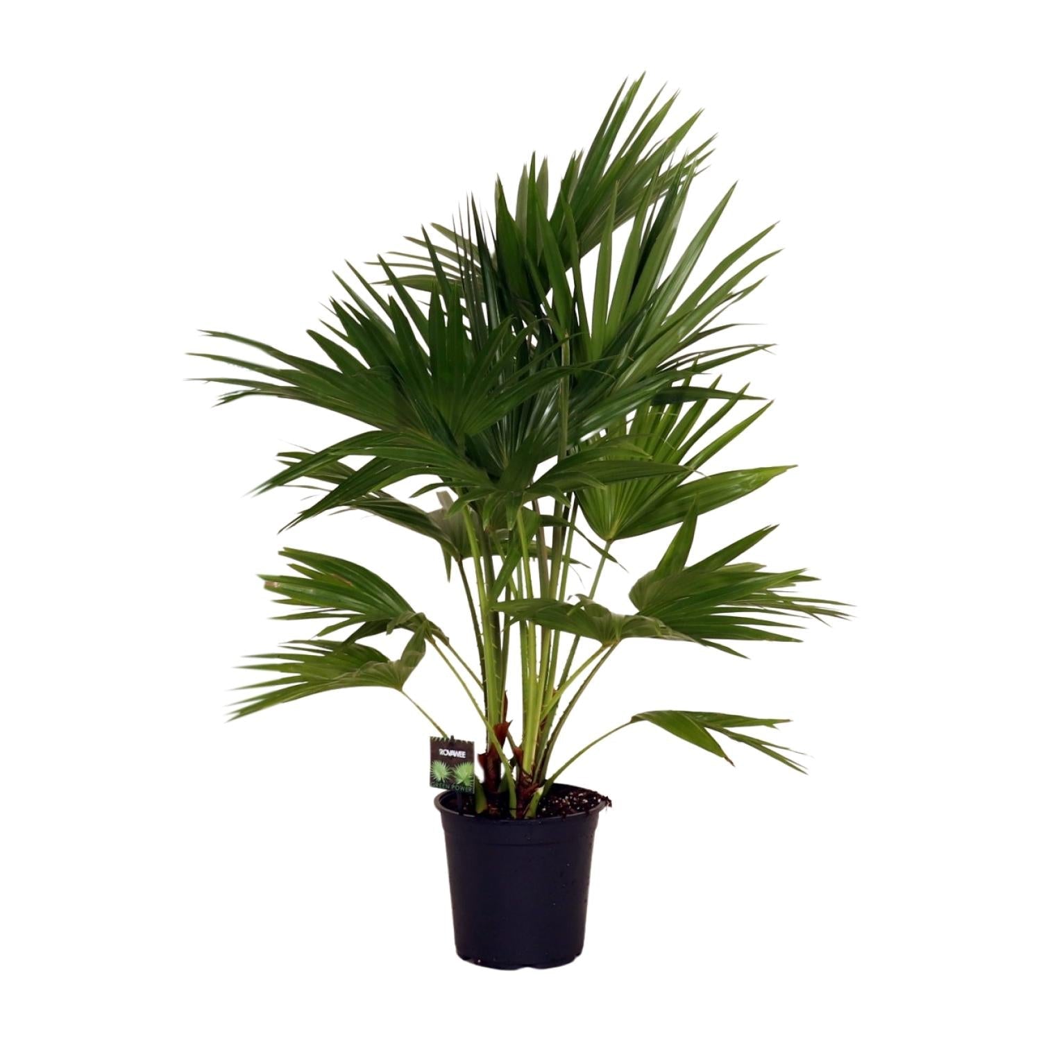Livistona Chinensis – Fächerpalme – Zimmer- & Terrassenpflanze – Ø24 cm – Ca. 100 cm hoch – Pflegeleichte & elegante Grünpflanze für Innen & geschützten Außenbereich 