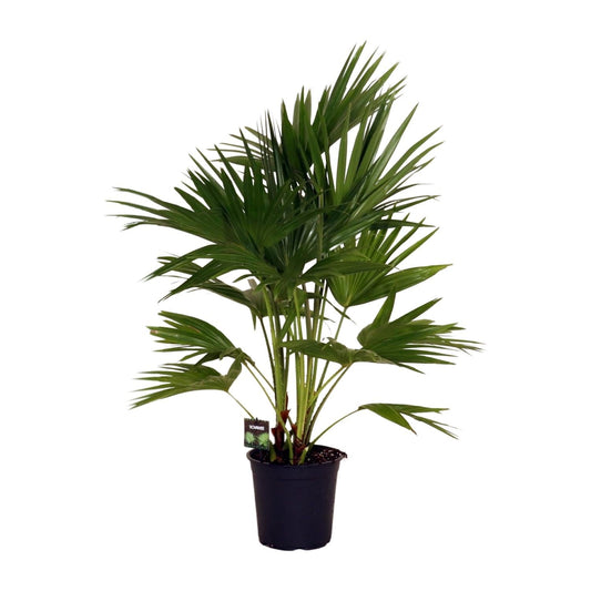 Livistona Chinensis – Fächerpalme – Zimmer- & Terrassenpflanze – Ø24 cm – Ca. 100 cm hoch – Pflegeleichte & elegante Grünpflanze für Innen & geschützten Außenbereich 