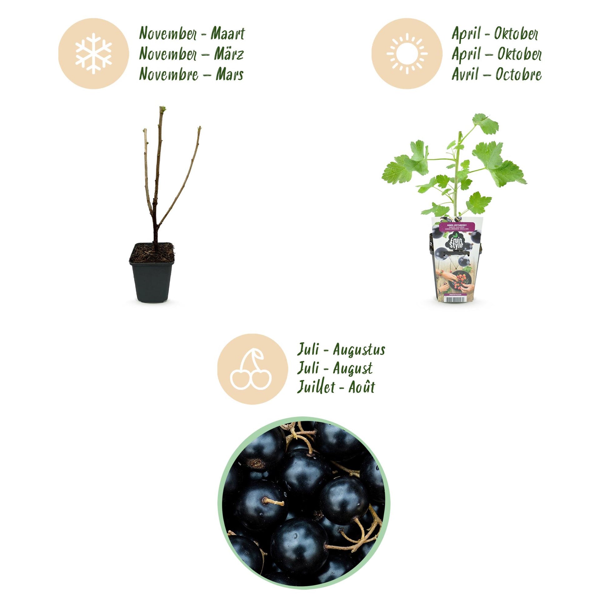 GreenboutiQ - Obstpflanzen - Jostabes - Ribes Jostabes - Winterhart - 6 Pflanzen - Topf 9 cm - Schwarze Johannisbeere 