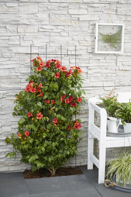 Trompetenblume - Campsis Summer Jazz 'Fire Trumpet' - ↨65cm - Ø15cm - 2 Stück
