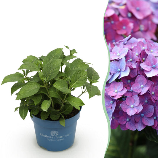 Green boutiQ - Gartenpflanze - Hydrangea Endless Summer Summer Love Purple - Hortensie - Winterhart - Lila - 1 Pflanze - Topf 14cm - Höhe 20-25cm 