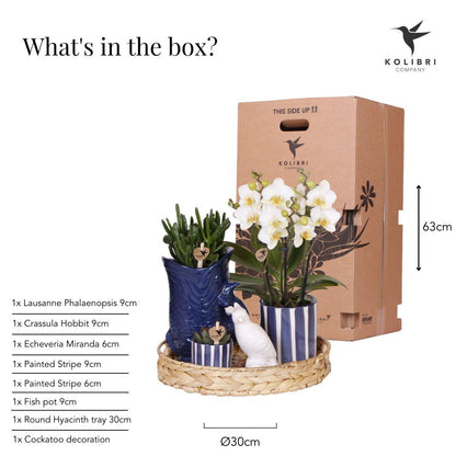 Pflanzenset Mediterranean Sunset – Weiße Phalaenopsis Orchidee Lausanne & Sukkulenten – 3 Pflanzen mit Keramik-Ziertöpfen – Inklusive Tablett – Mediterraner Stil 