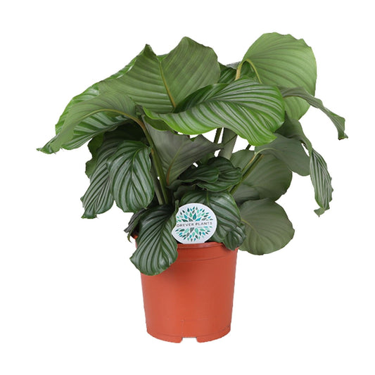 Calathea Orbifolia – Korbmarante - Ø21cm – ↕70cm – Tropische Zimmerpflanze mit großen, silbergrünen Blättern – Luftreinigende Pflanze – Für halbschattige Innenräume 