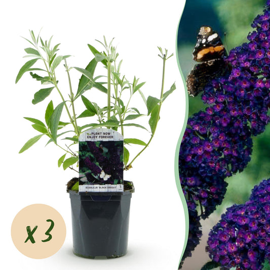Green boutiQ - Garden Plant - Buddleja davidii Black Night - Butterfly Bush - Hardy - Purple - 3 Plants - Pot 17cm - Height 45cm 