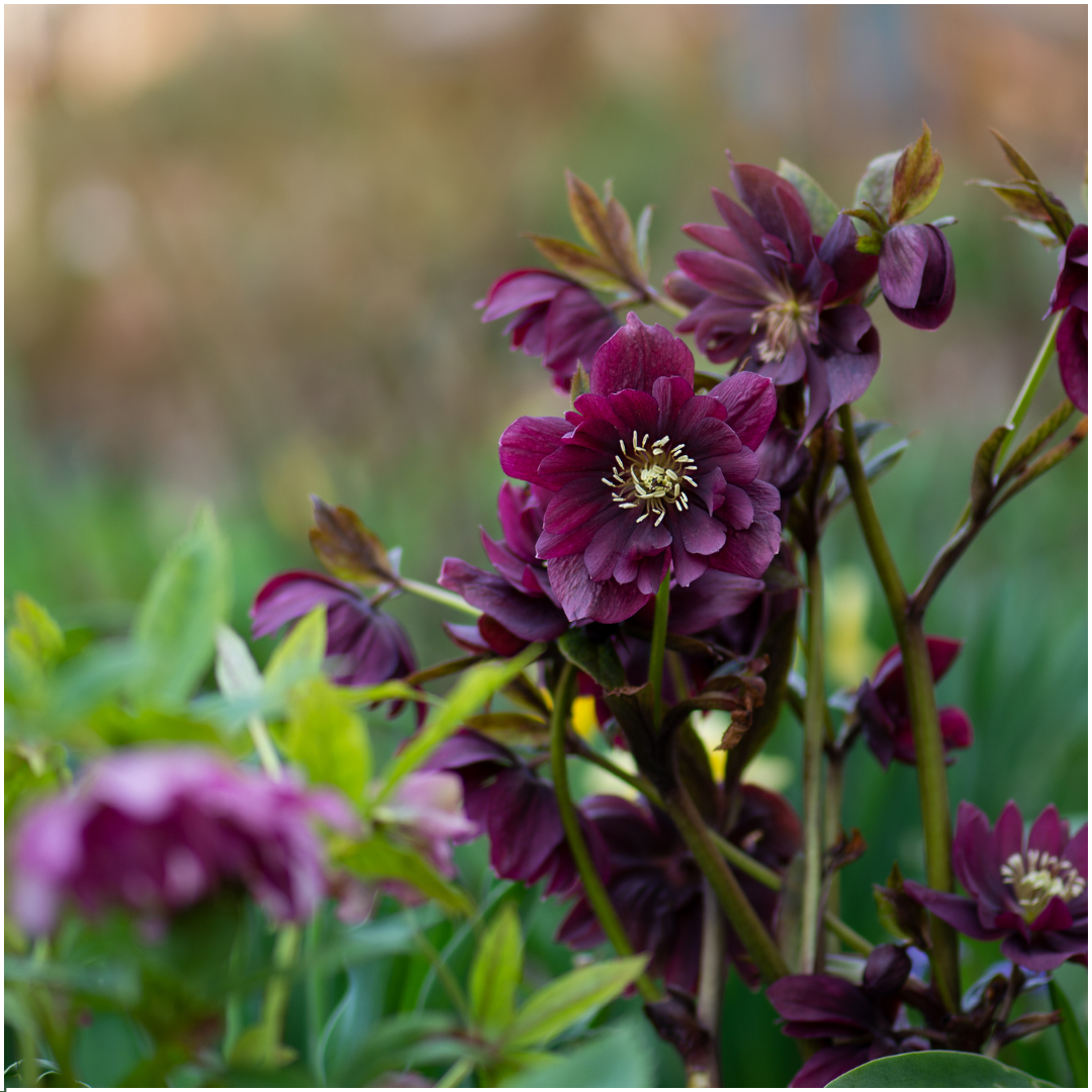 Helleborus Specials - 3 x Ø 14 cm - ↨ 25 cm 
