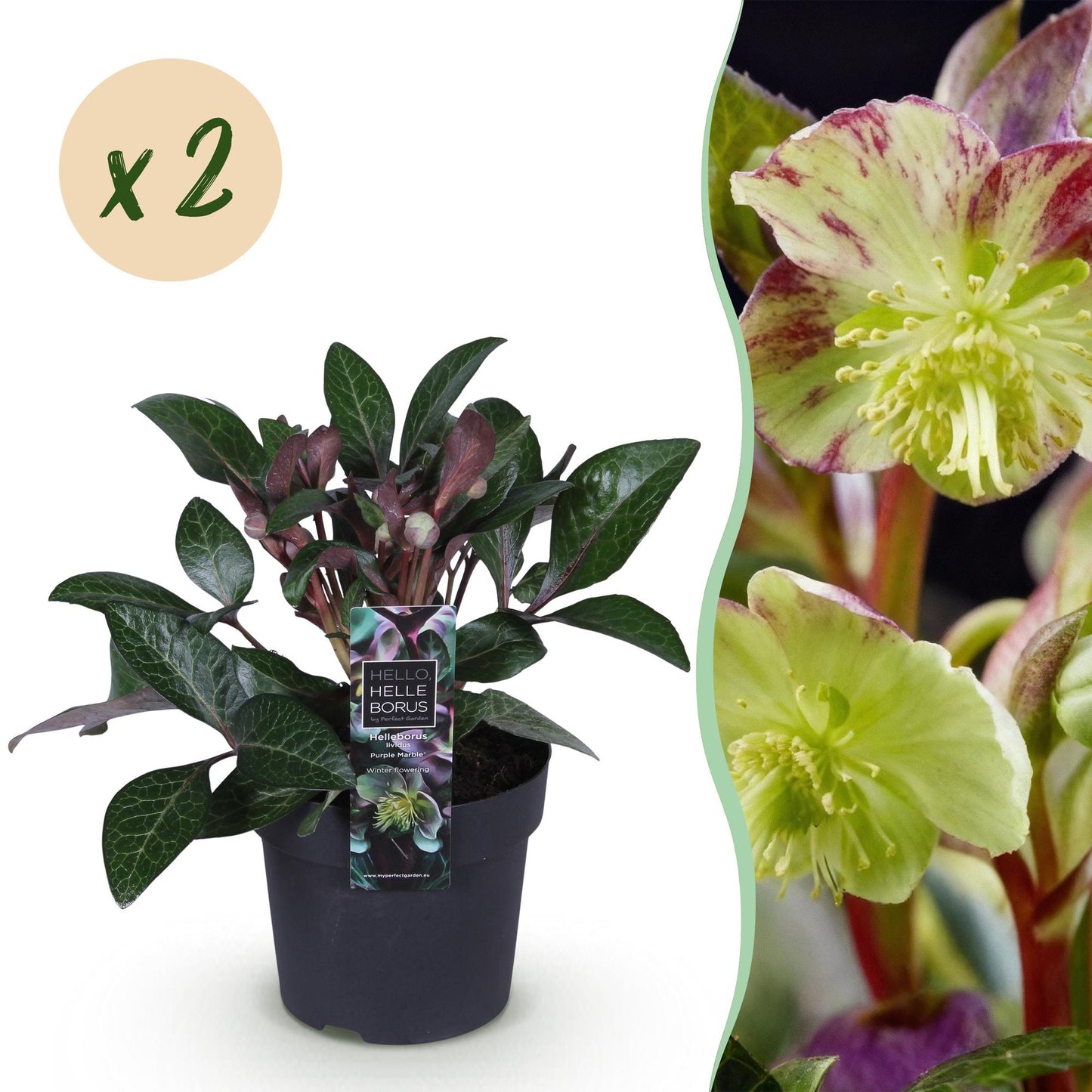 GreenboutiQ - Gartenpflanze - Lenzrose - Helleborus lividus Purple Marble - Lila Blüte - 2 Pflanzen - Immergrün - Topf 14cm Höhe 35cm 