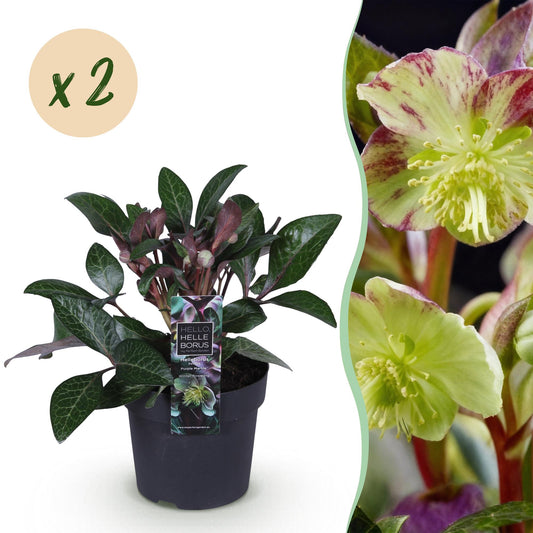 GreenboutiQ - Gartenpflanze - Lenzrose - Helleborus lividus Purple Marble - Lila Blüte - 2 Pflanzen - Immergrün - Topf 14cm Höhe 35cm 