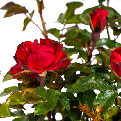 Rose Zepeti – Ø19 cm – Höhe 35–40 cm – Kompakte, reich blühende Rose mit leuchtend roten Blüten – Ideal für Beet und Kübel – Winterhart