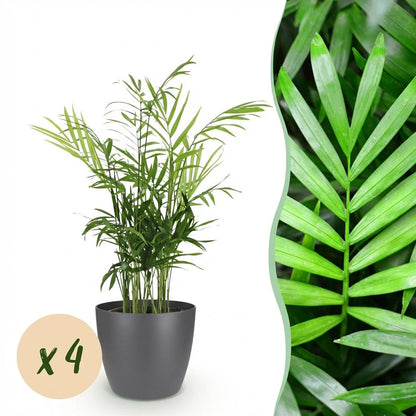 Green boutiQ - Zimmerpflanze - Chamaedorea elegans - Goldpalme - Haustierfreundliche Pflanze - Grün - 4 Pflanzen - mit Potter Grau - Topf 12cm - Höhe 15cm 