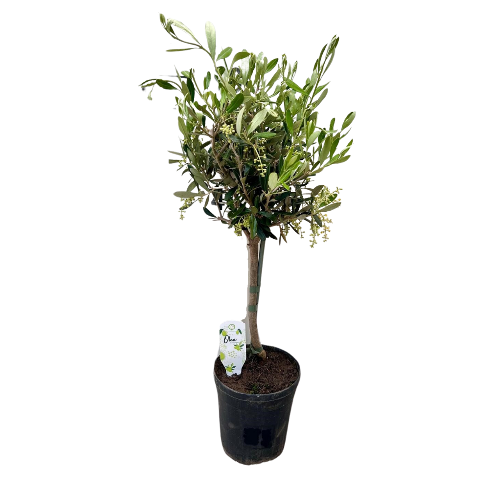 Olivenbaum - Olea - Zimmerpflanze - Ø15cm - ↕60cm