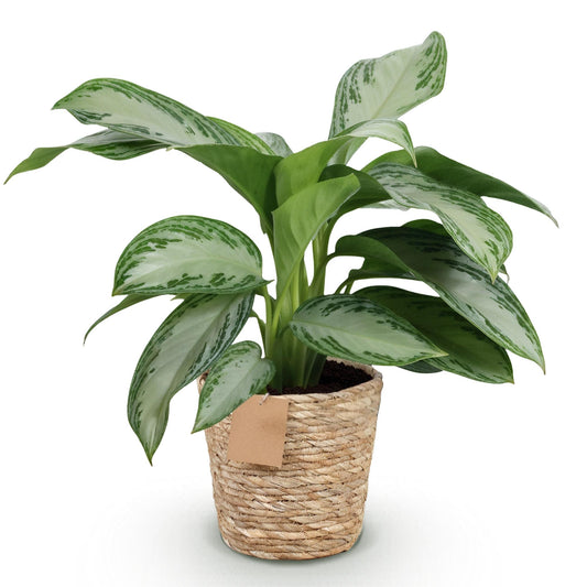 Green boutiQ - Zimmerpflanzen - Aglaonema Silver Bay - Silberblatt - Pflegeleicht - mit Korb - Silber - 1 Pflanze - Topf 17cm - Höhe 70-75cm 