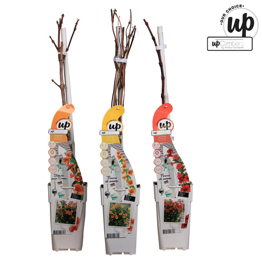 Trompetenblume - Campsis Summer Jazz Fire Trumpet - Campsis Summer Jazz Gold Trumpet - Campsis Indian Summer - ↨65cm, Ø15cm - 3 Stück