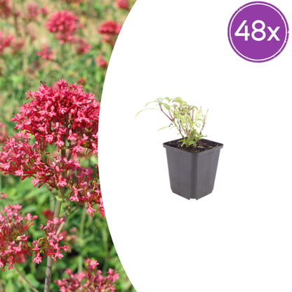 Rote Spornblume Centranthus ruber ‘Coccineus’ – 48 Pflanzen – Sommerblühende Staude – 10-25cm – Ø9cm – Bienenfreundlich für sonnige Beete