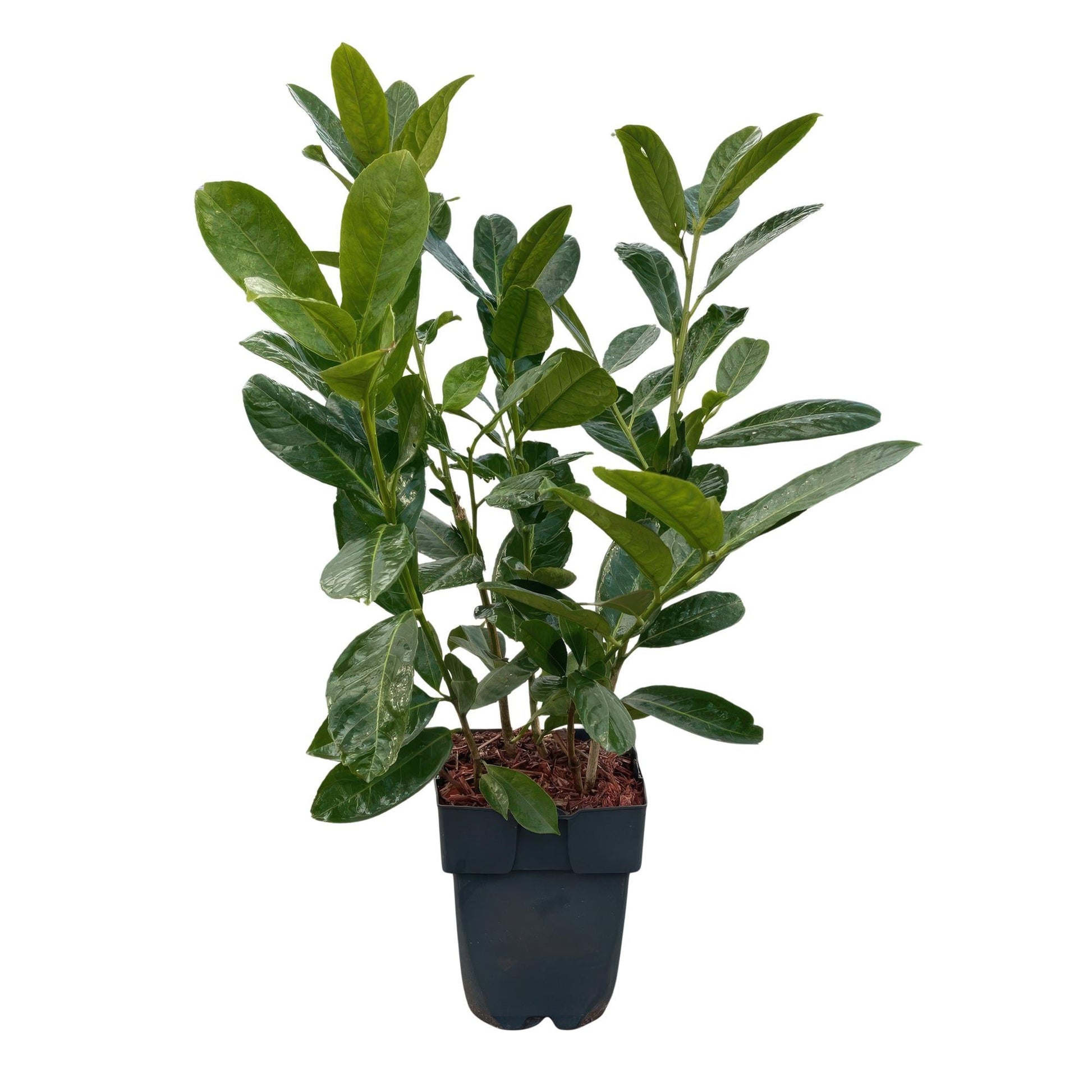 Kirschlorbeer Prunus laurocerasus Rotundifolia – Immergrün – Heckenpflanze – Blatt grün – 6 Pflanzen – 1  laufender Meter – 17 cm Höhe 50 cm 