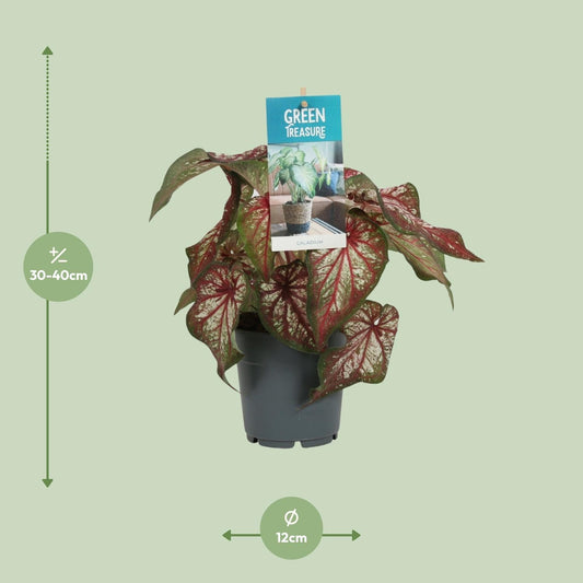 Caladium Bicolor – Engelsschwingen – Ø12cm – ↕25cm – Tropische Zimmerpflanze mit auffälligem Laub – Pflegeleicht & luftreinigend – Ideal für halbschattige Standorte 