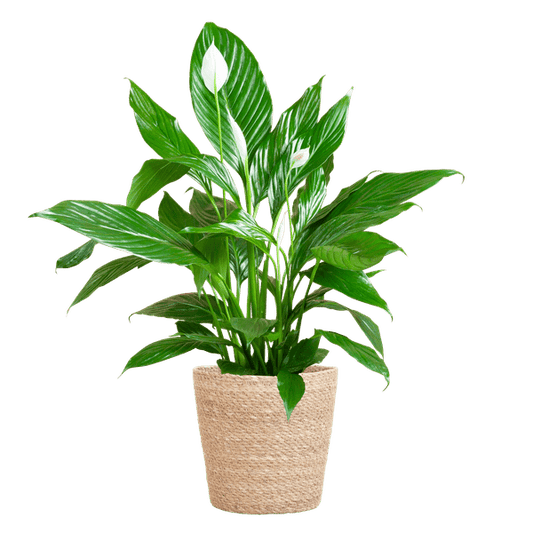 Spathiphyllum mit Korb Sofia natur - 80cm - Ø21 - Oasis of Life